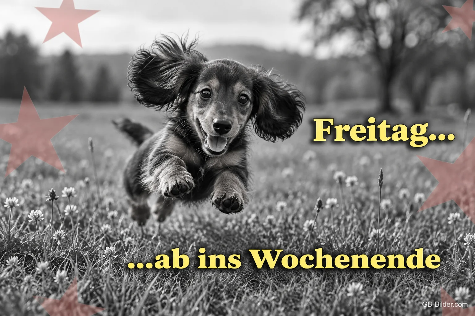 Dackelwelpe springt über eine Wiese in Schwarz-Weiß, Text: Freitag… …ab ins Wochenende Dackelwelpe springt über eine Wiese in Schwarz-Weiß, Text: Freitag… …ab ins Wochenende