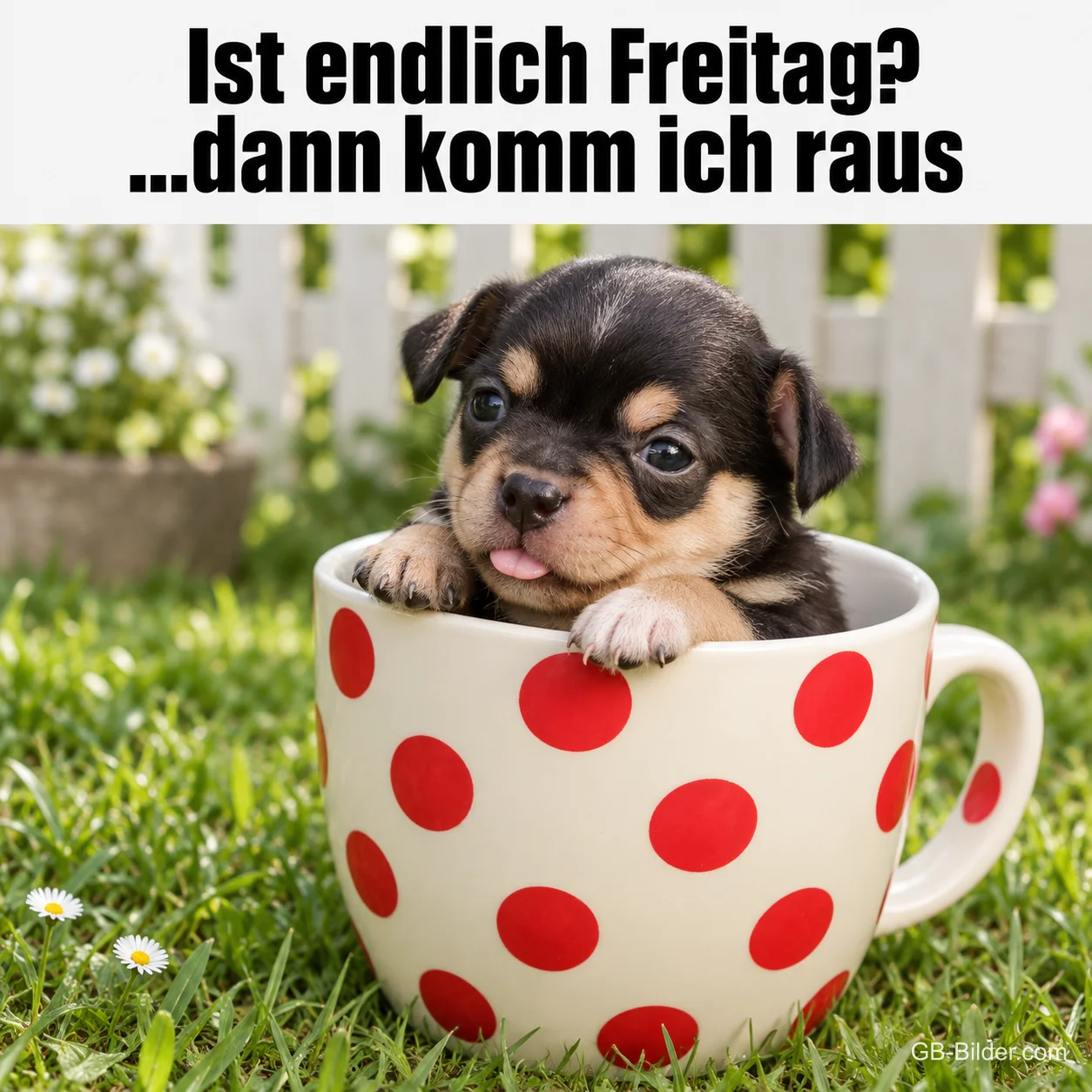 Welpe in der Tasse, Text: Ist endlich Freitag