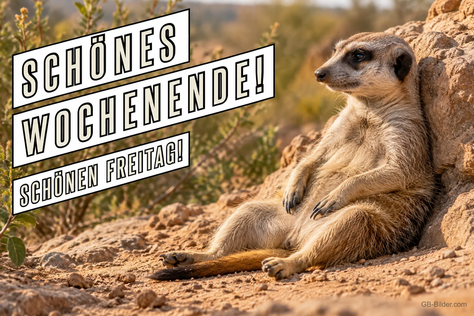 Erdmännchen lehnt entspannt an einem Felsen, Text: SCHÖNES WOCHENENDE! SCHÖNEN FREITAG!