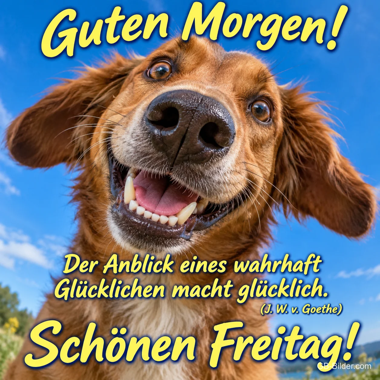 Lachender Hund schaut nah in die Kamera, Text: Guten Morgen! Der Anblick eines wahrhaft Glücklichen macht glücklich. (J. W. v. Goethe) Schönen Freitag!