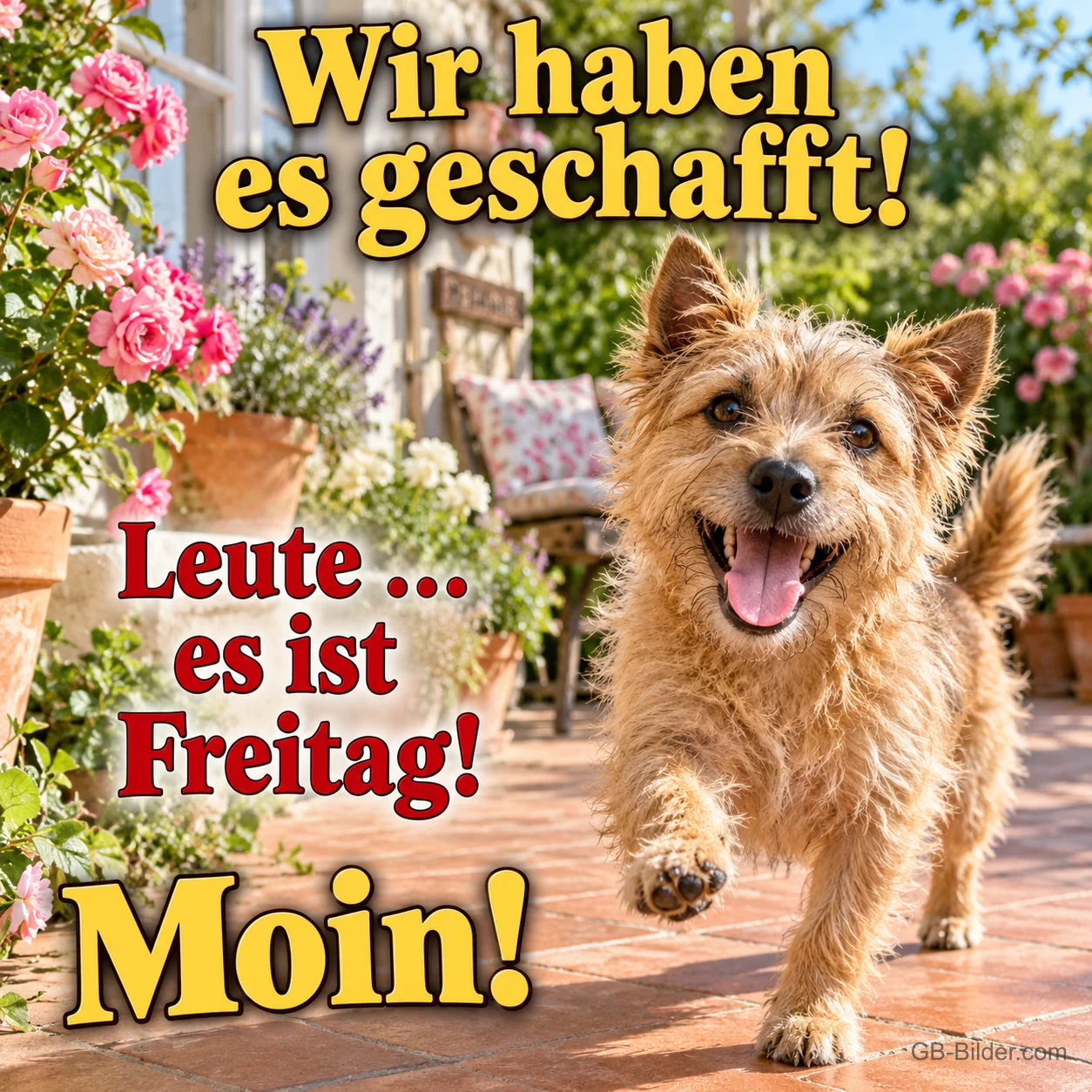 Terrier rennt fröhlich über eine Terrasse, Text: Wir haben es geschafft! – Leute … es ist Freitag! Moin! Terrier rennt fröhlich über eine Terrasse, Text: Wir haben es geschafft! – Leute … es ist Freitag! Moin!