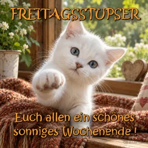 Kätzchen streckt die Pfote aus, Text: FREITAGSSTUPSER