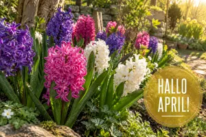 Bunte Hyazinthen im Frühlingsgarten, Text: HALLO APRIL!
