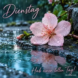 Rosa Blüte liegt in einer Regenpfütze, Text: Dienstag – Hab einen tollen Tag!