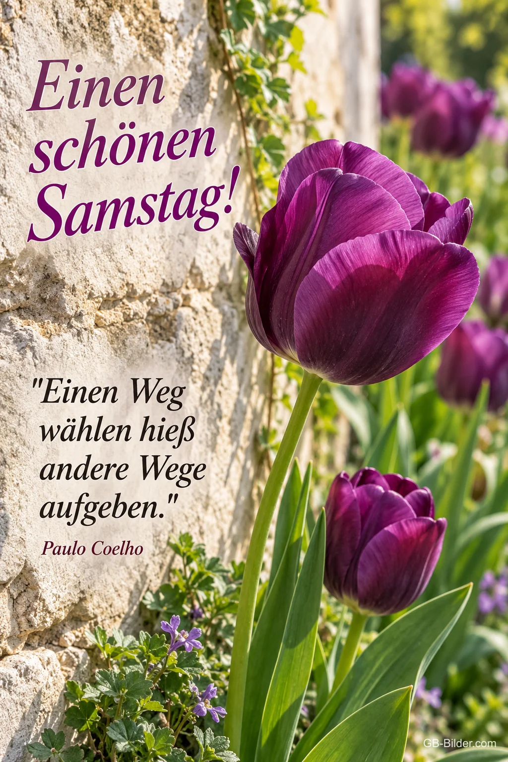 Lila Tulpen vor einer Steinmauer, Text: Einen schönen Samstag! – "Einen Weg wählen hieß andere Wege aufgeben." – Paulo Coelho