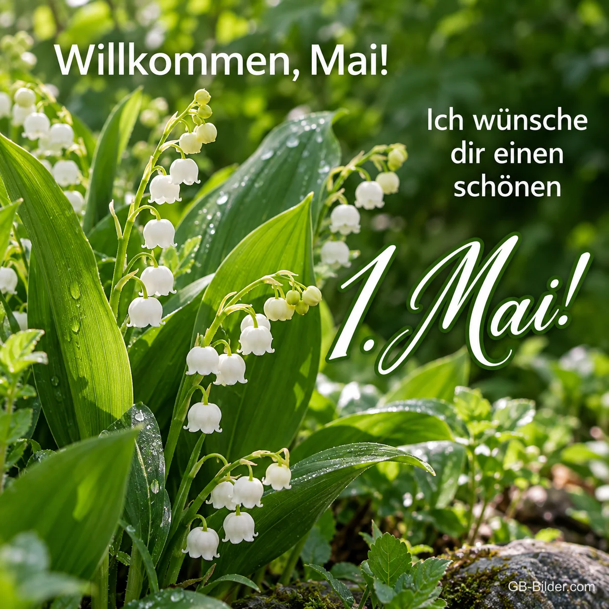 Maiglöckchen mit Tautropfen im Wald, Text: Willkommen, Mai! – Ich wünsche dir einen schönen 1. Mai! Maiglöckchen mit Tautropfen im Wald, Text: Willkommen, Mai! – Ich wünsche dir einen schönen 1. Mai!