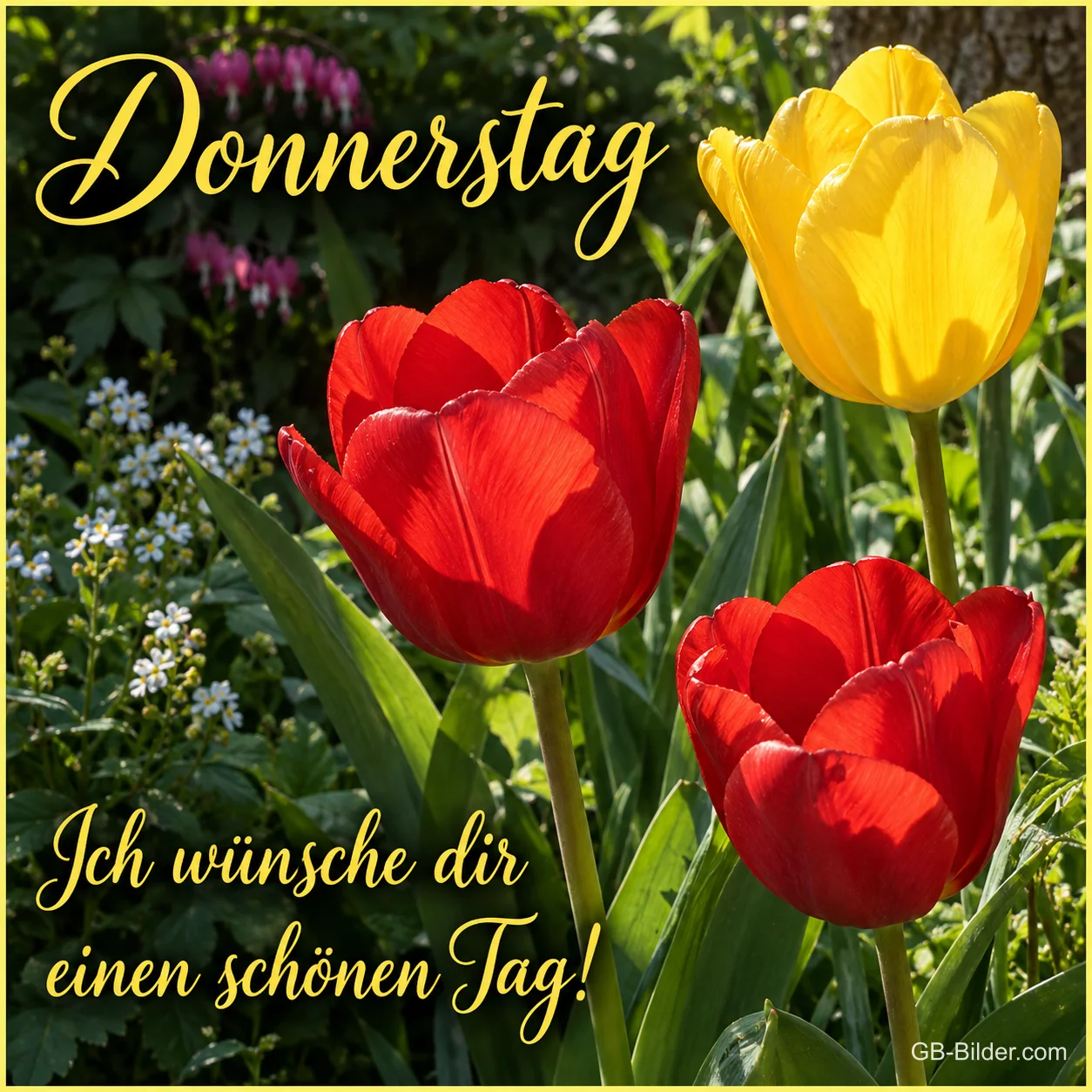 Rote und gelbe Tulpen im Garten, Text: Donnerstag – Ich wünsche dir einen schönen Tag! Rote und gelbe Tulpen im Garten, Text: Donnerstag – Ich wünsche dir einen schönen Tag!