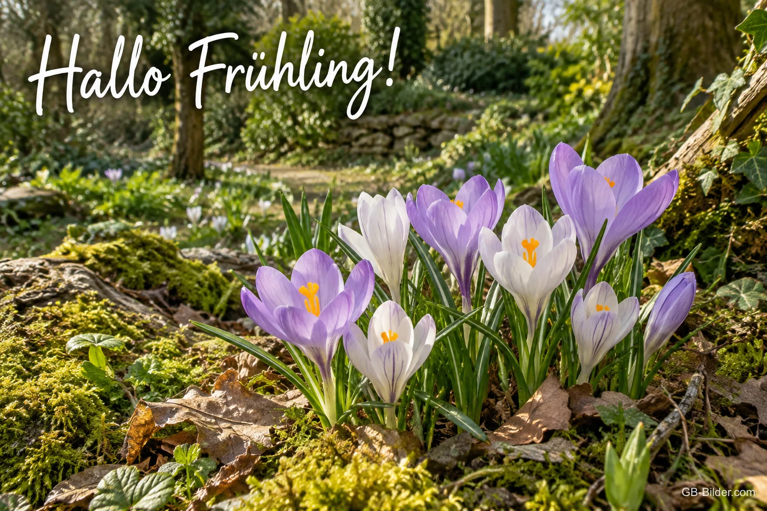 Lila und weiße Krokusse im Waldboden, Text: Hallo Frühling!