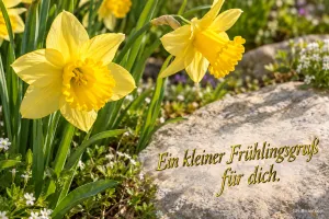 Gelbe Narzissen neben einem Stein im Garten, Text: Ein kleiner Frühlingsgruß – für dich.