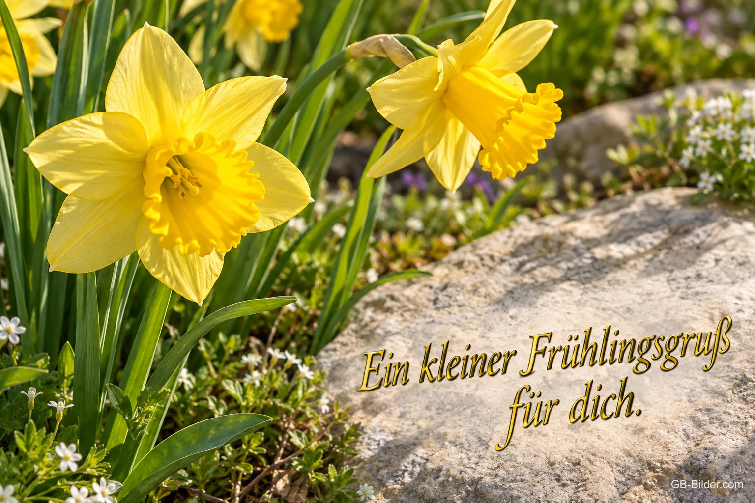 Gelbe Narzissen neben einem Stein im Garten, Text: Ein kleiner Frühlingsgruß – für dich.