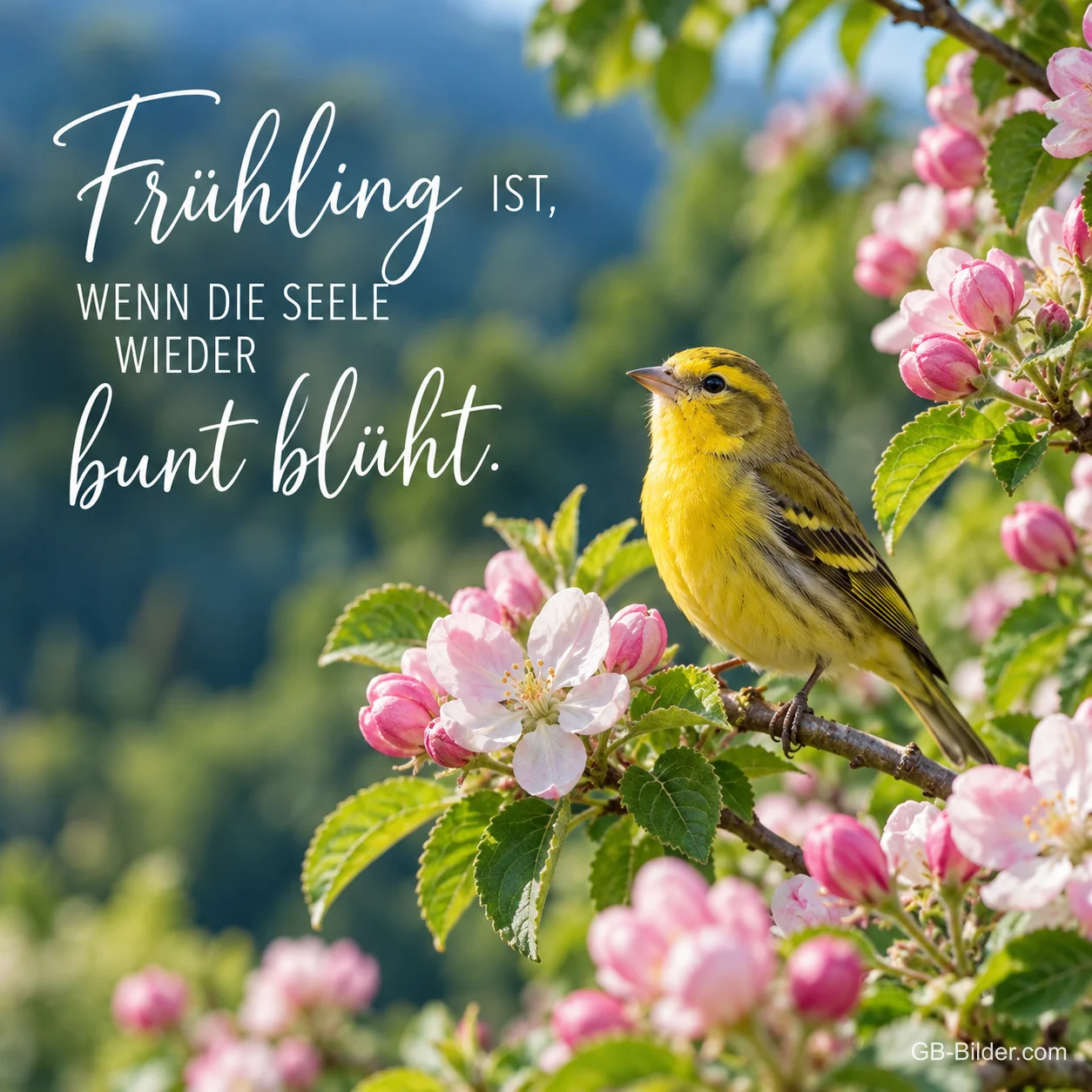Gelber Girlitz sitzt auf einem blühenden Apfelzweig, Text: Frühling ist, wenn die Seele wieder bunt blüht.