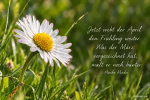 Gänseblümchen im Gras, Spruch: Jetzt webt der April den Frühling weiter – Monika Minder