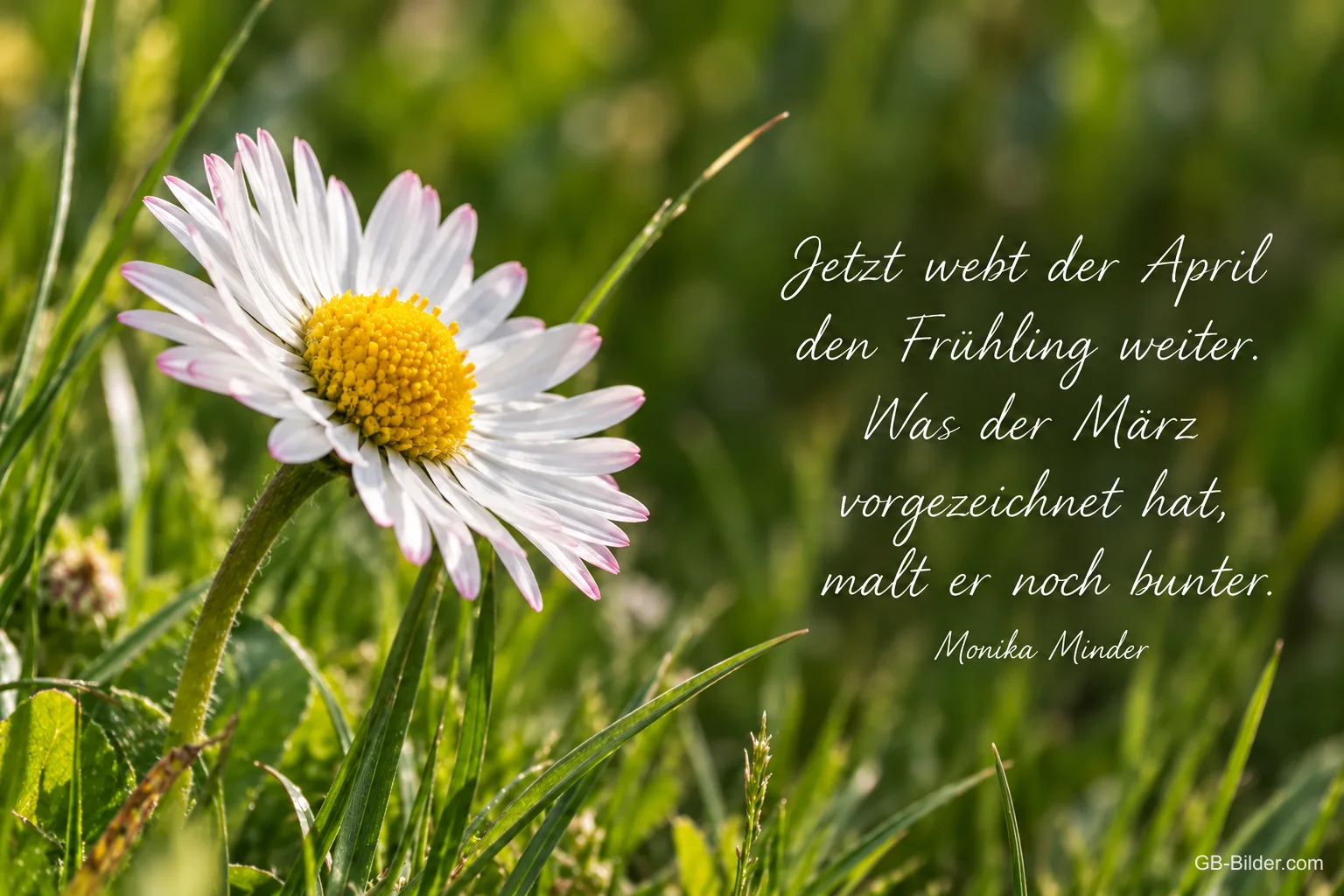 Gänseblümchen im Gras, Spruch: Jetzt webt der April den Frühling weiter – Monika Minder