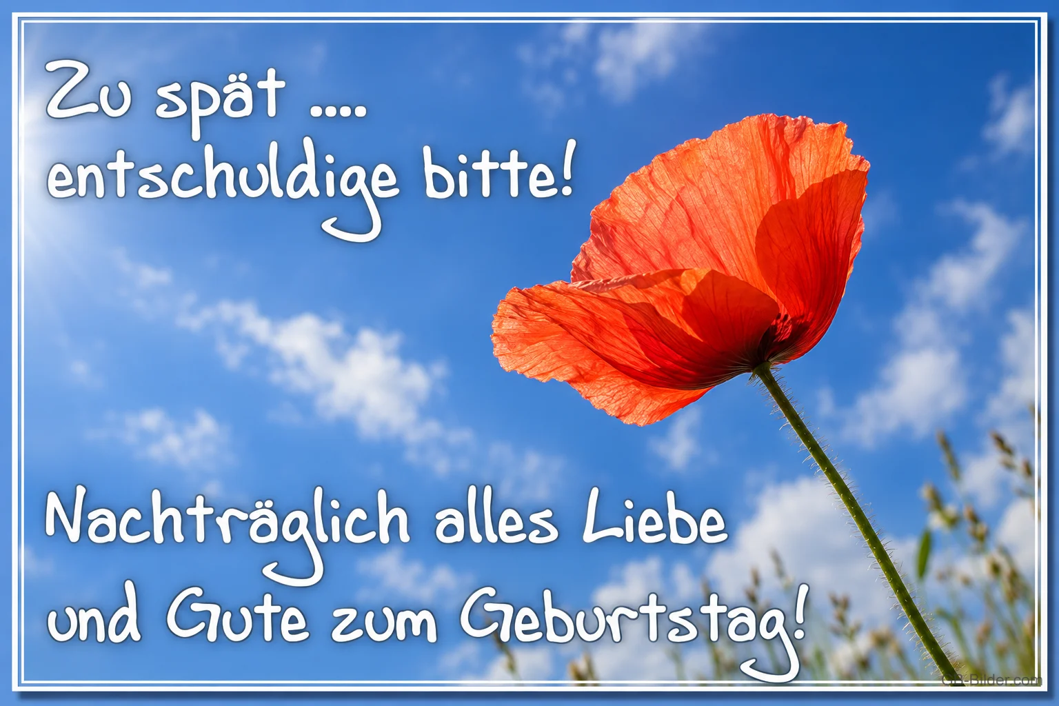 Rote Mohnblume, nachträglicher Geburtstagsgruß, Text: Zu spät