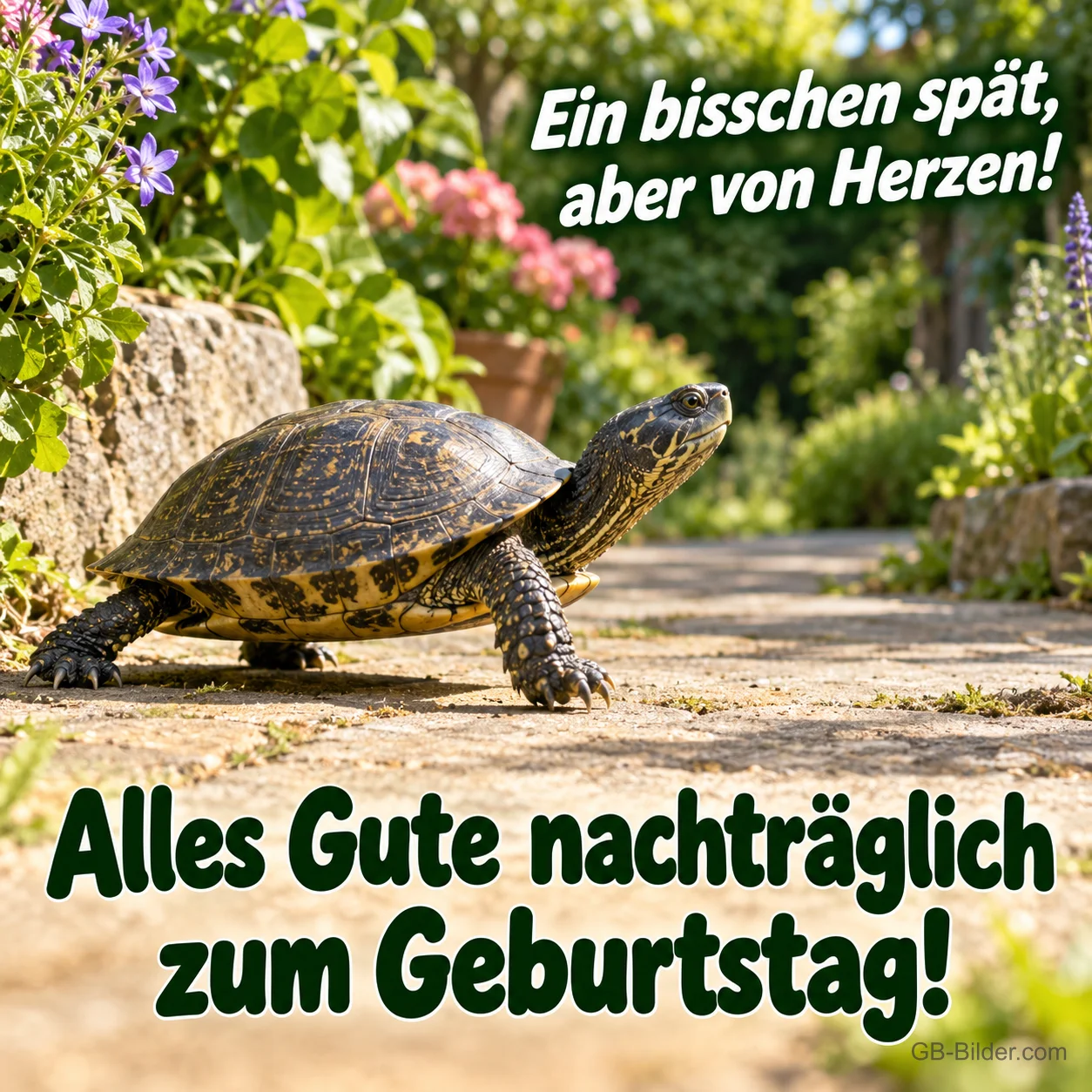 Schildkröte läuft über einen Gartenweg, Text: Ein bisschen spät, aber von Herzen! – Alles Gute nachträglich zum Geburtstag!