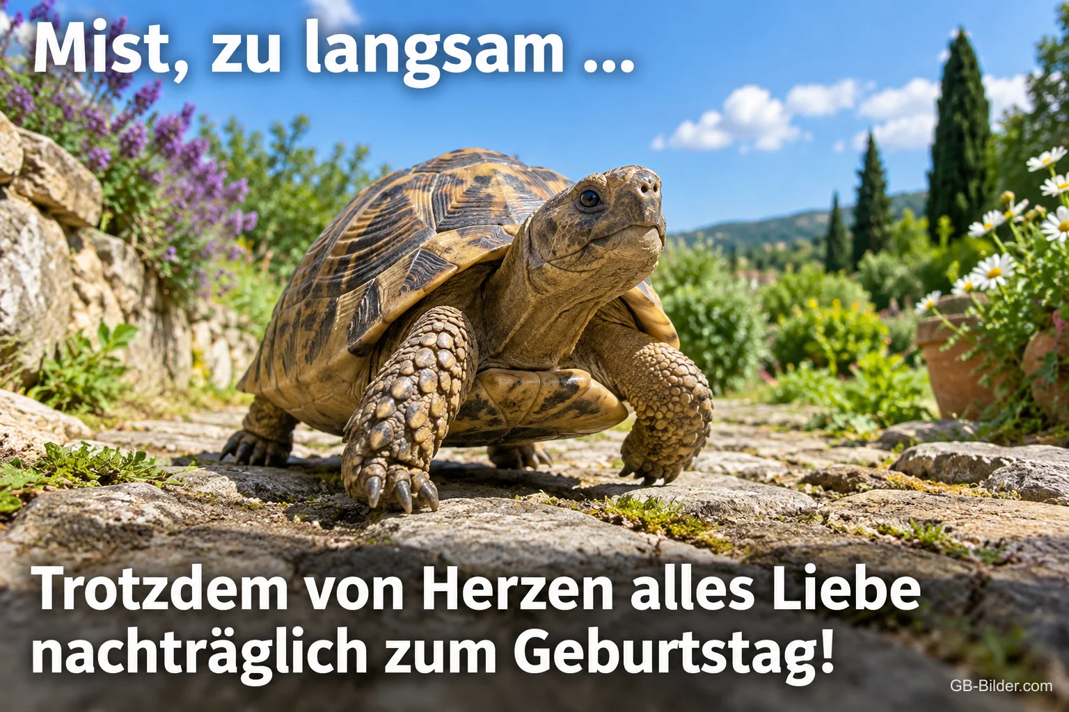 Schildkröte läuft über einen Steinweg, Text: Mist, zu langsam … – Trotzdem von Herzen alles Liebe nachträglich zum Geburtstag!