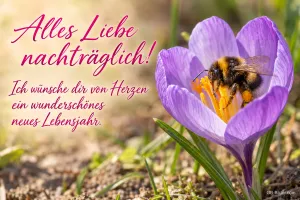 Hummel in einem lila Krokus, Text: Alles Liebe nachträglich! – Ich wünsche dir von Herzen ein wunderschönes neues Lebensjahr.