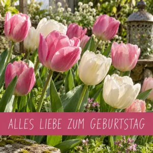 Rosa und weiße Tulpen im Garten, Text: ALLES LIEBE ZUM GEBURTSTAG