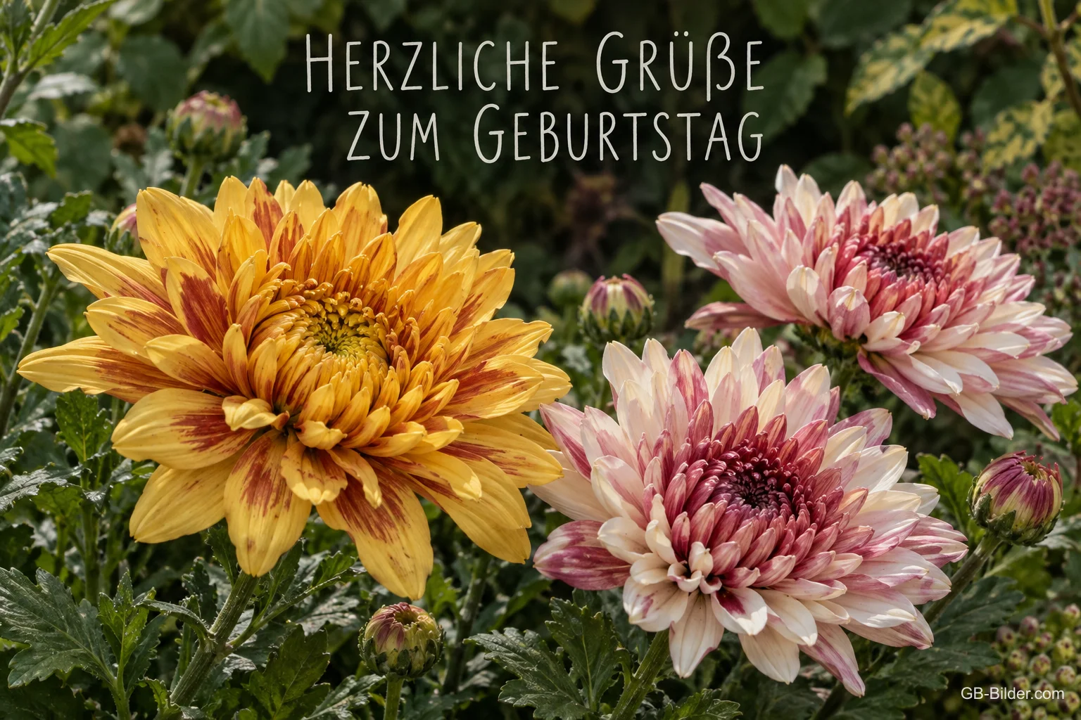 Gelbe und rosa Chrysanthemen im Garten, Text: HERZLICHE GRÜSSE ZUM GEBURTSTAG Gelbe und rosa Chrysanthemen im Garten, Text: HERZLICHE GRÜSSE ZUM GEBURTSTAG
