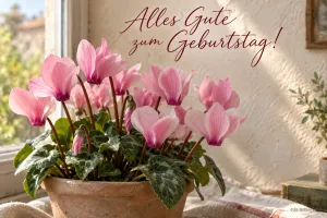 Rosa Alpenveilchen im Tontopf am Fenster, Text: Alles Gute zum Geburtstag!