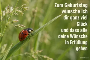 Marienkäfer klettert auf einem Grashalm, Text: Zum Geburtstag wünsche ich dir ganz viel Glück und dass alle deine Wünsche in Erfüllung gehen