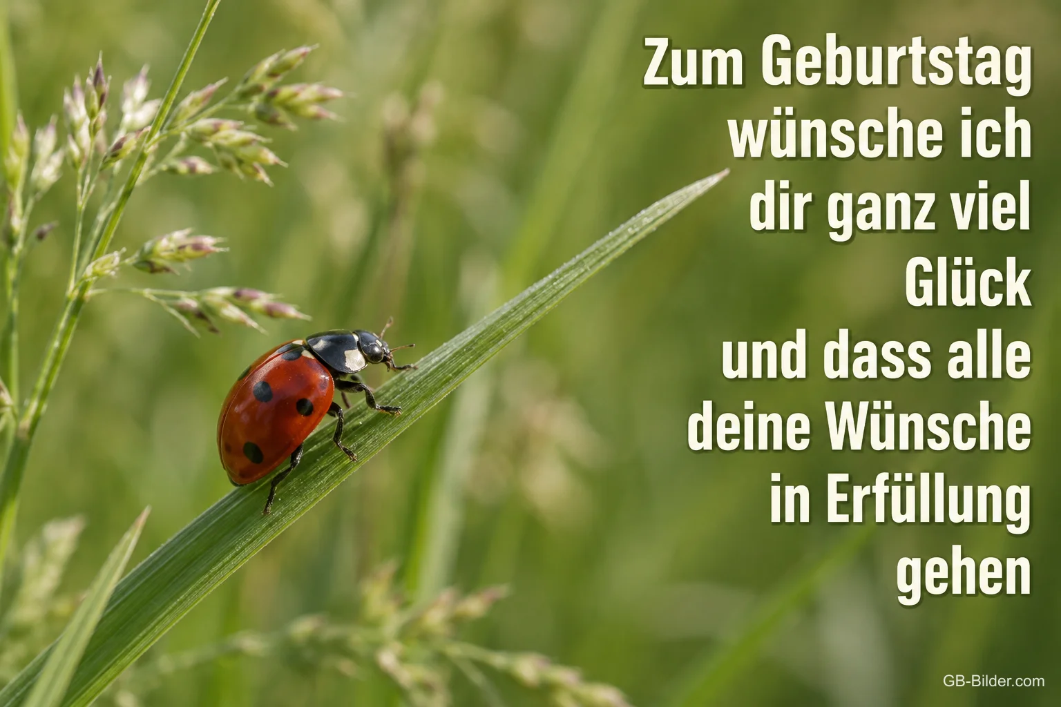 Marienkäfer klettert auf einem Grashalm, Text: Zum Geburtstag wünsche ich dir ganz viel Glück und dass alle deine Wünsche in Erfüllung gehen