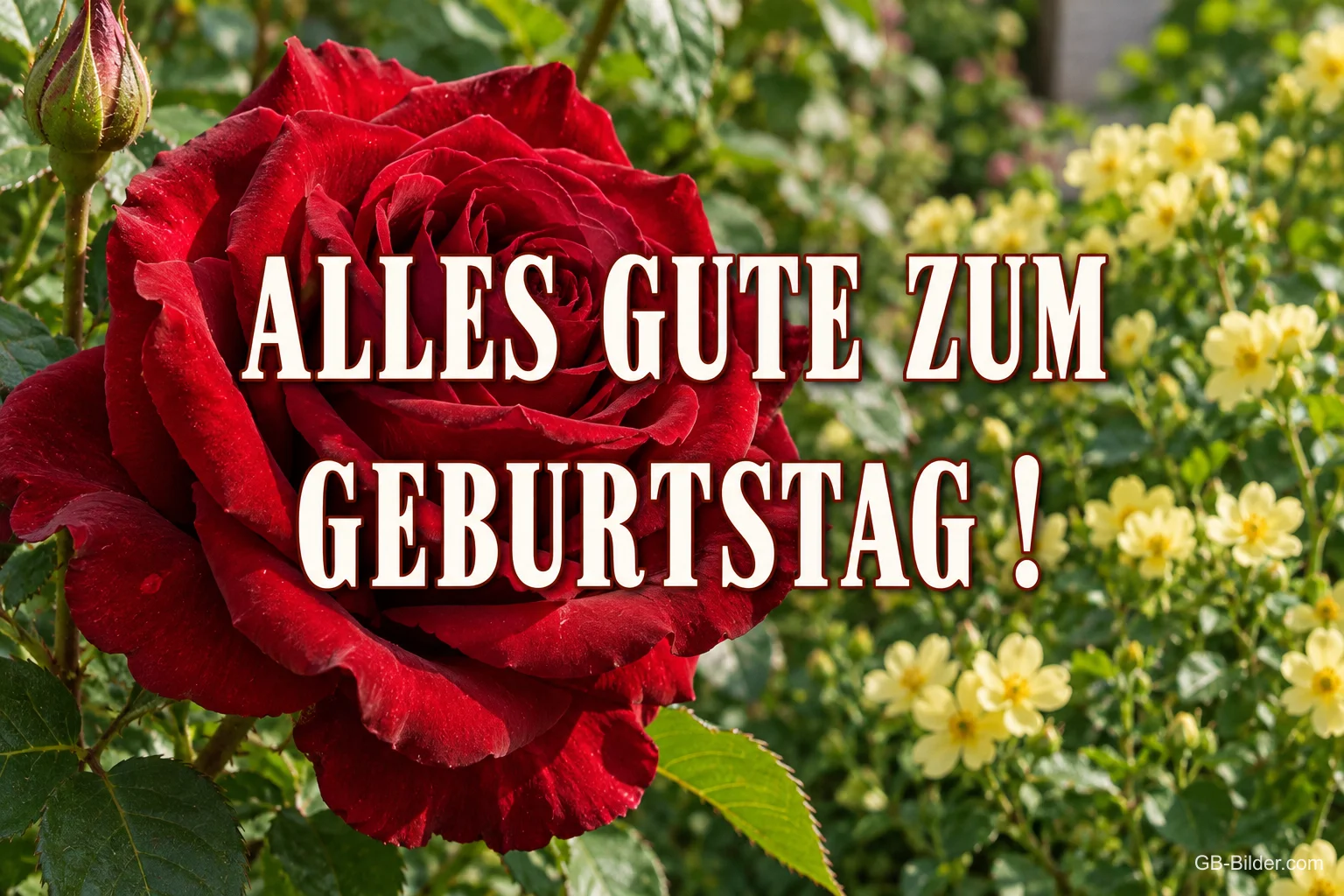 Rote Rose vor gelben Blüten im Garten, Text: ALLES GUTE ZUM GEBURTSTAG!