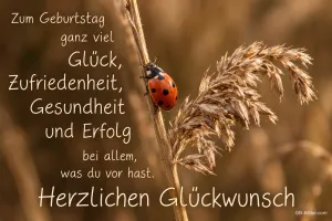 Marienkäfer an einem goldenen Grashalm, Text: Zum Geburtstag ganz viel Glück, Zufriedenheit, Gesundheit und Erfolg. Herzlichen Glückwunsch