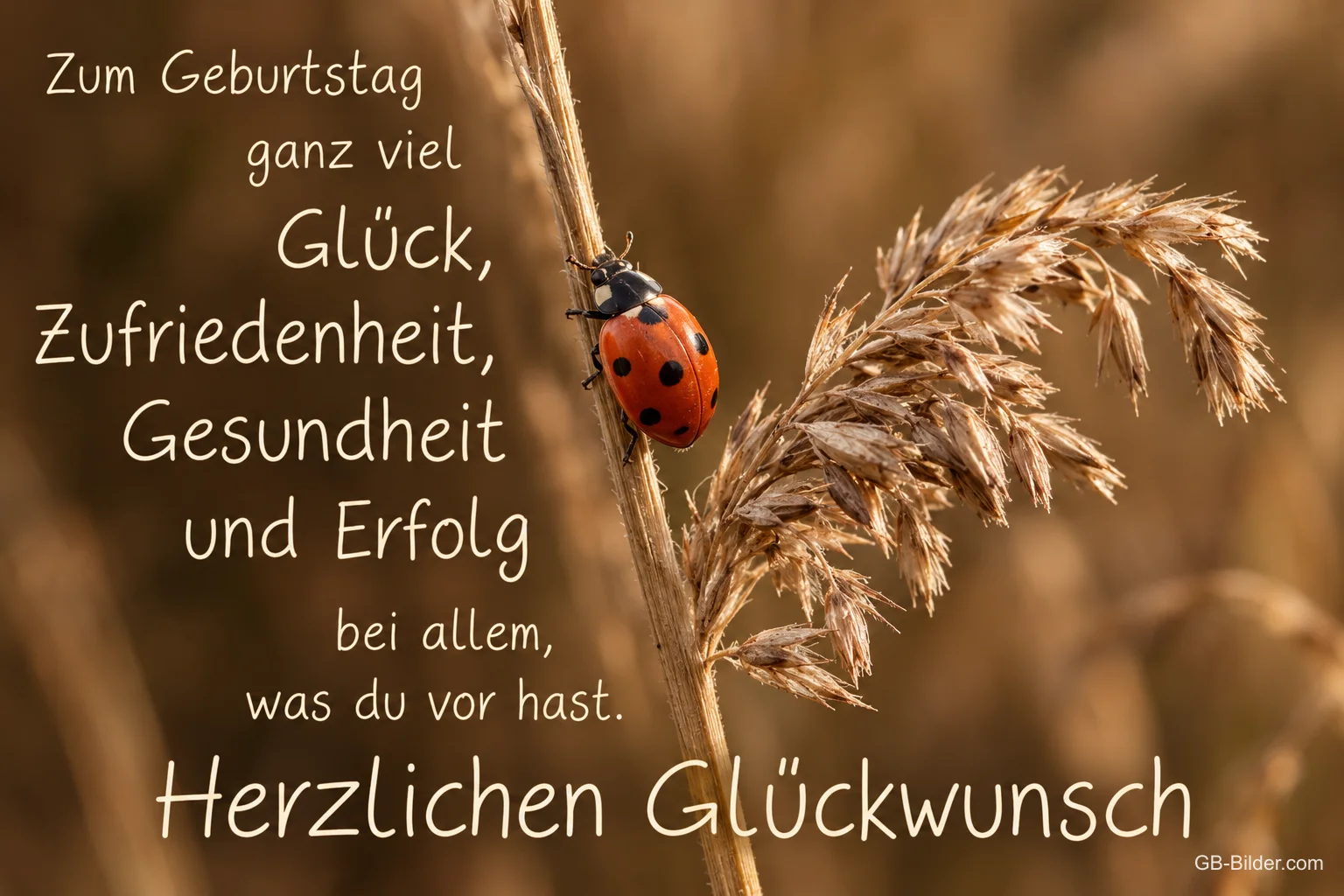 Marienkäfer an einem goldenen Grashalm, Text: Zum Geburtstag ganz viel Glück, Zufriedenheit, Gesundheit und Erfolg. Herzlichen Glückwunsch