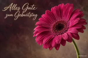 Pinke Gerbera vor dunklem Grund, Text: Alles Gute zum Geburtstag