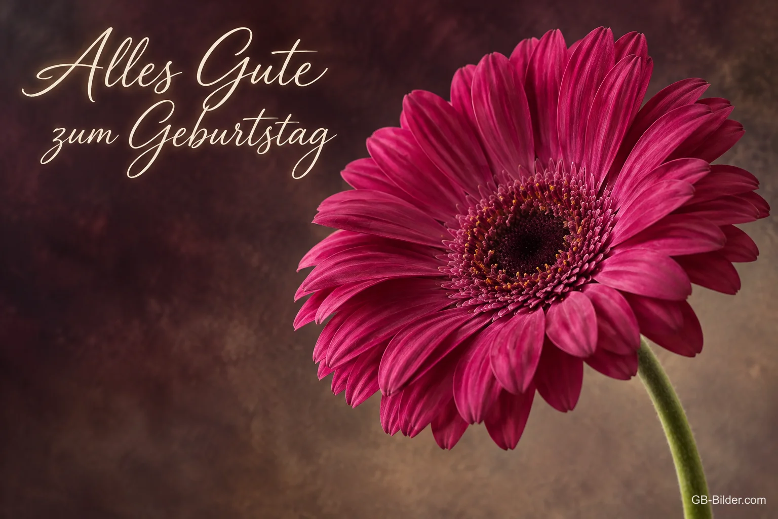 Pinke Gerbera vor dunklem Grund, Text: Alles Gute zum Geburtstag
