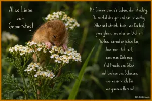 Haselmaus auf Schafgarbenblüten, Geburtstagsgedicht: Mit Charme durch's Leben