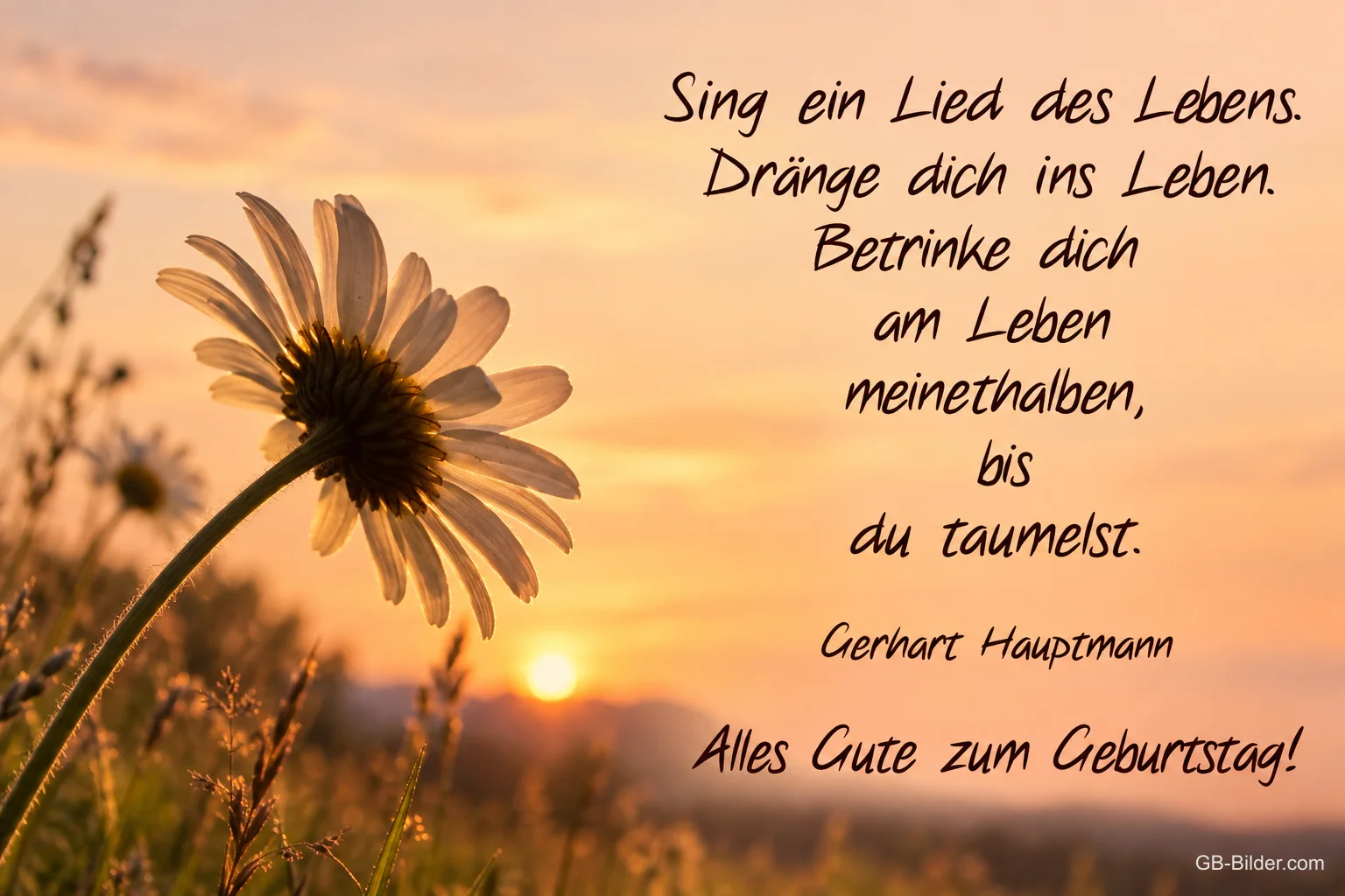 Blüte vor dem Sonnenuntergang über einer Wiese, Text: Sing ein Lied des Lebens. Dränge dich ins Leben. Betrinke dich am Leben meinethalben, bis du taumelst. Gerhart Hauptmann – Alles Gute zum Geburtstag!