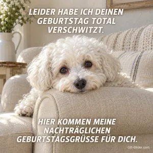 Weißer Bichon liegt auf der Sofalehne, Text: LEIDER HABE ICH DEINEN GEBURTSTAG TOTAL VERSCHWITZT. HIER KOMMEN MEINE NACHTRÄGLICHEN GEBURTSTAGSGRÜSSE FÜR DICH.