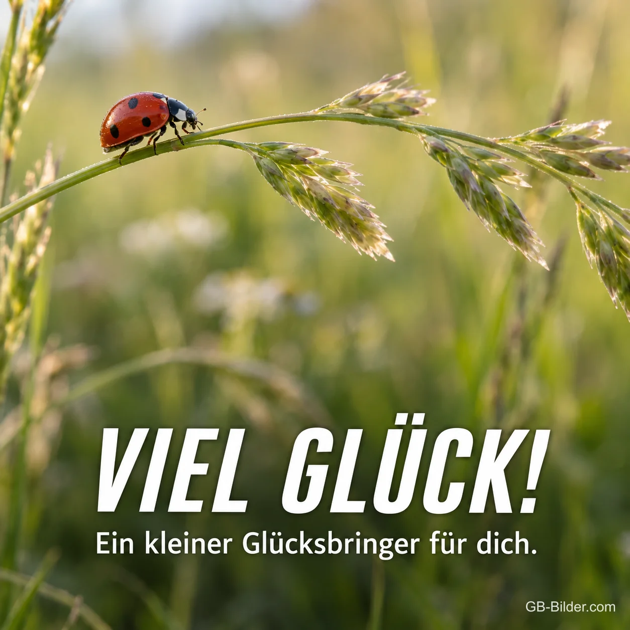 Marienkäfer auf einem Grashalm, Text: Viel Glück! Ein kleiner Glücksbringer für dich. Marienkäfer auf einem Grashalm, Text: Viel Glück! Ein kleiner Glücksbringer für dich.