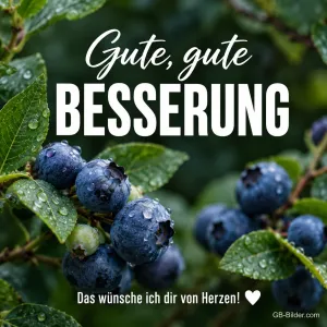 Heidelbeeren mit Tautropfen am Strauch, Text: Gute, gute BESSERUNG – Das wünsche ich dir von Herzen!