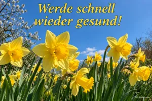 Narzissenwiese unter blauem Himmel, Text: Werde schnell wieder gesund!