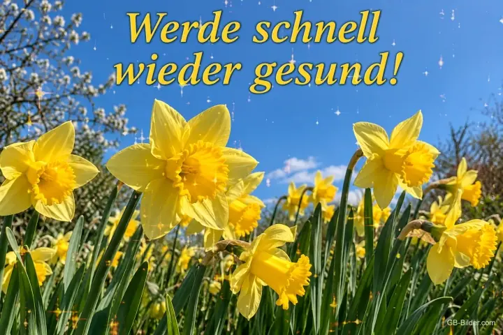 Narzissenwiese unter blauem Himmel, Text: Werde schnell wieder gesund! Narzissenwiese unter blauem Himmel, Text: Werde schnell wieder gesund!