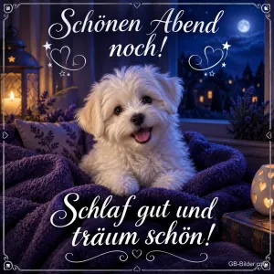 Malteserwelpe liegt auf einer lila Decke, Text: Schönen Abend noch! Schlaf gut und träum schön!