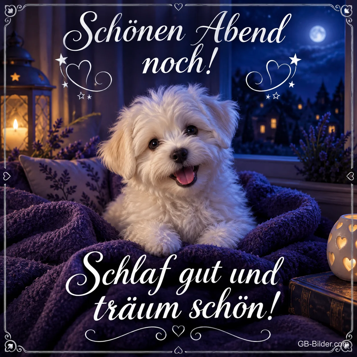 Malteserwelpe liegt auf einer lila Decke, Text: Schönen Abend noch! Schlaf gut und träum schön! Malteserwelpe liegt auf einer lila Decke, Text: Schönen Abend noch! Schlaf gut und träum schön!