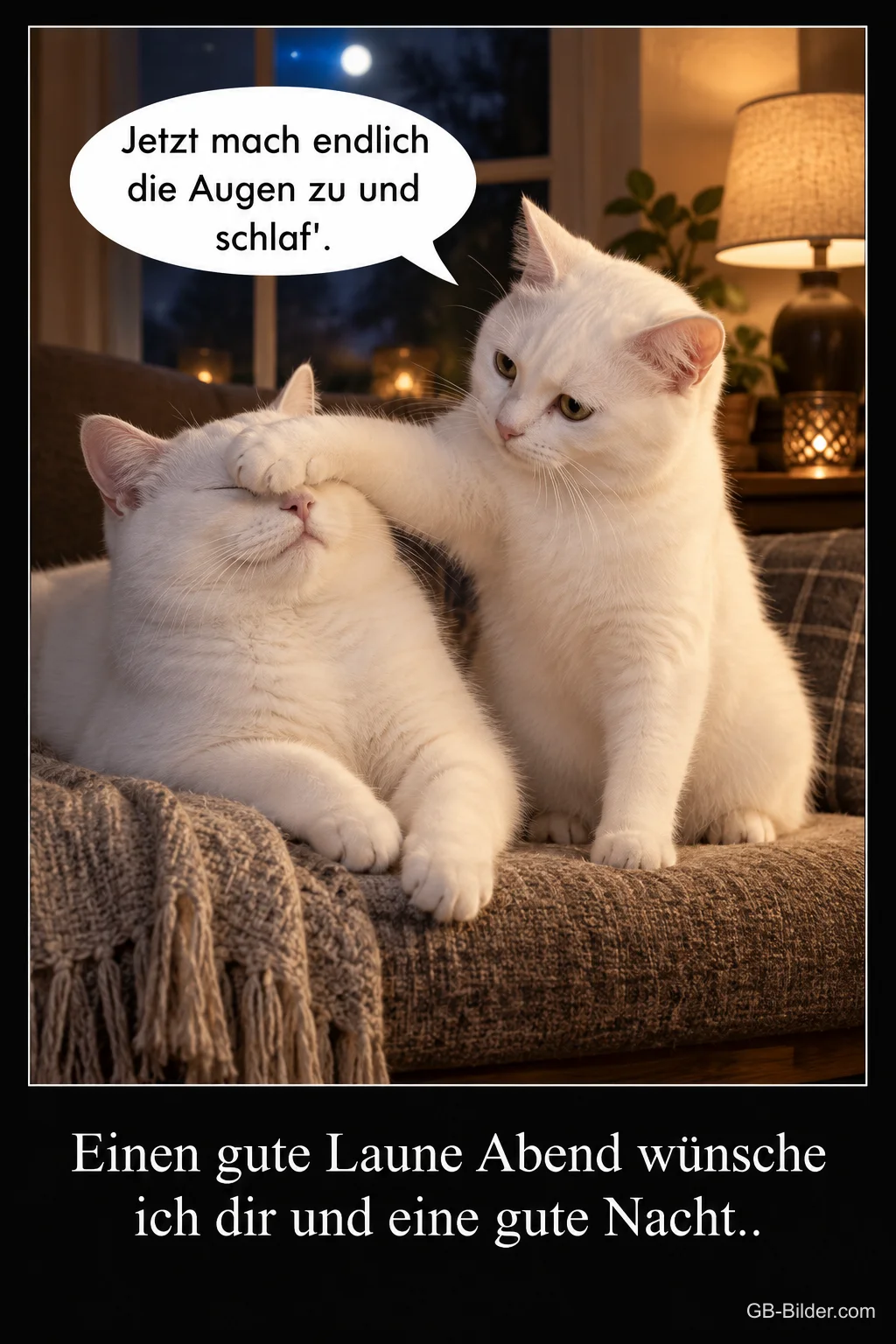 Zwei weiße Katzen, lustiger Gute-Nacht-Gruß, Text: Jetzt mach endlich die Augen zu und schlaf Zwei weiße Katzen, lustiger Gute-Nacht-Gruß, Text: Jetzt mach endlich die Augen zu und schlaf