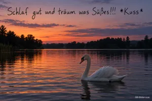 Schwan auf einem See im Abendrot, Text: Schlaf gut und träum was Süßes!!! Kuss