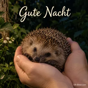 Hände halten einen Igel, Text: Gute Nacht