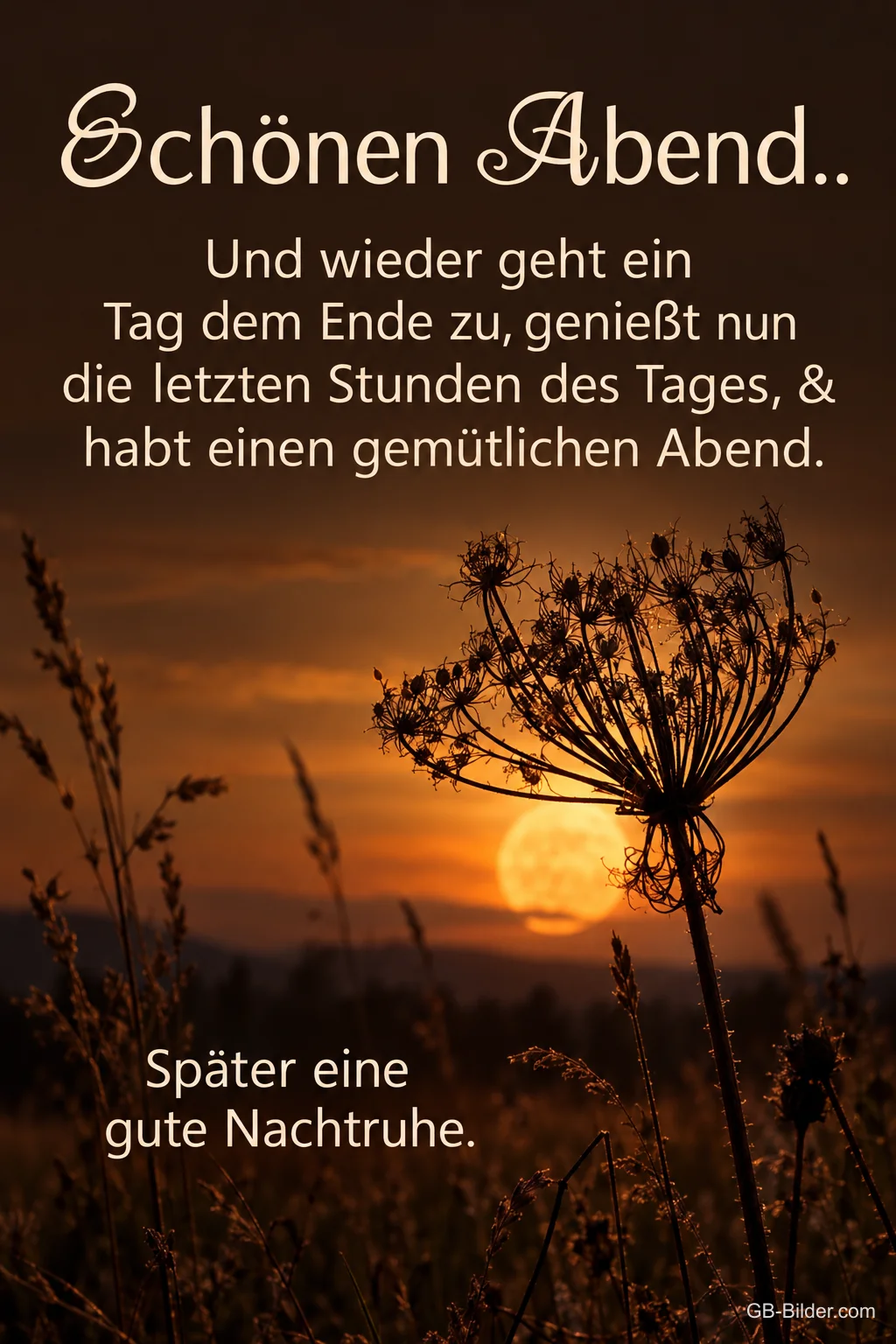 Verblühte Doldenblüte vor dem Sonnenuntergang, Text: Schönen Abend.. Und wieder geht ein Tag dem Ende zu, genießt nun die letzten Stunden des Tages, & habt einen gemütlichen Abend. Später eine gute Nachtruhe.