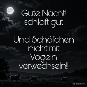 Schafe auf einer Weide unter dem Vollmond, Text: Gute Nacht! schlaft gut. Und Schäfchen nicht mit Vögeln verwechseln!!