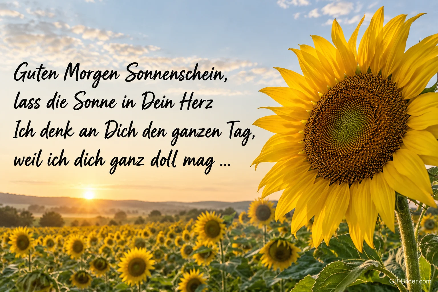 Sonnenblumenfeld bei Sonnenaufgang, Text: Guten Morgen Sonnenschein, lass die Sonne in Dein Herz. Ich denk an Dich den ganzen Tag, weil ich dich ganz doll mag …