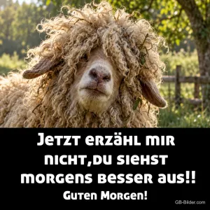 Zotteliges Schaf, lustiger Spruch, Text: Jetzt erzähl mir nicht, du siehst morgens besser aus