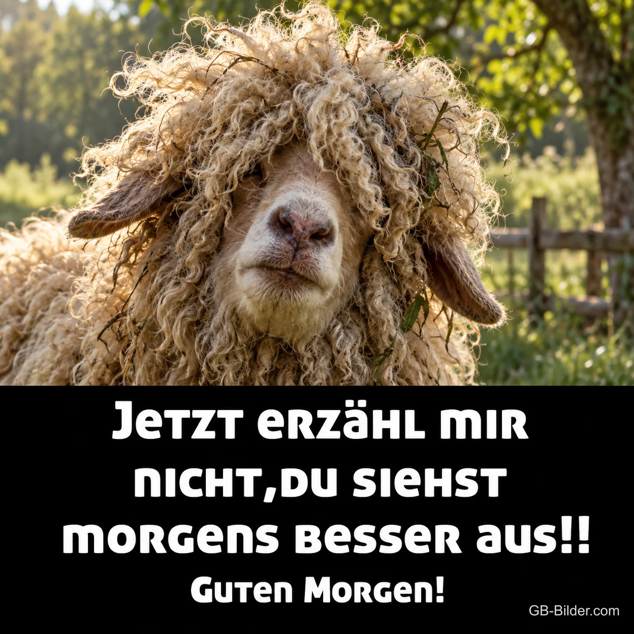 Zotteliges Schaf, lustiger Spruch, Text: Jetzt erzähl mir nicht, du siehst morgens besser aus