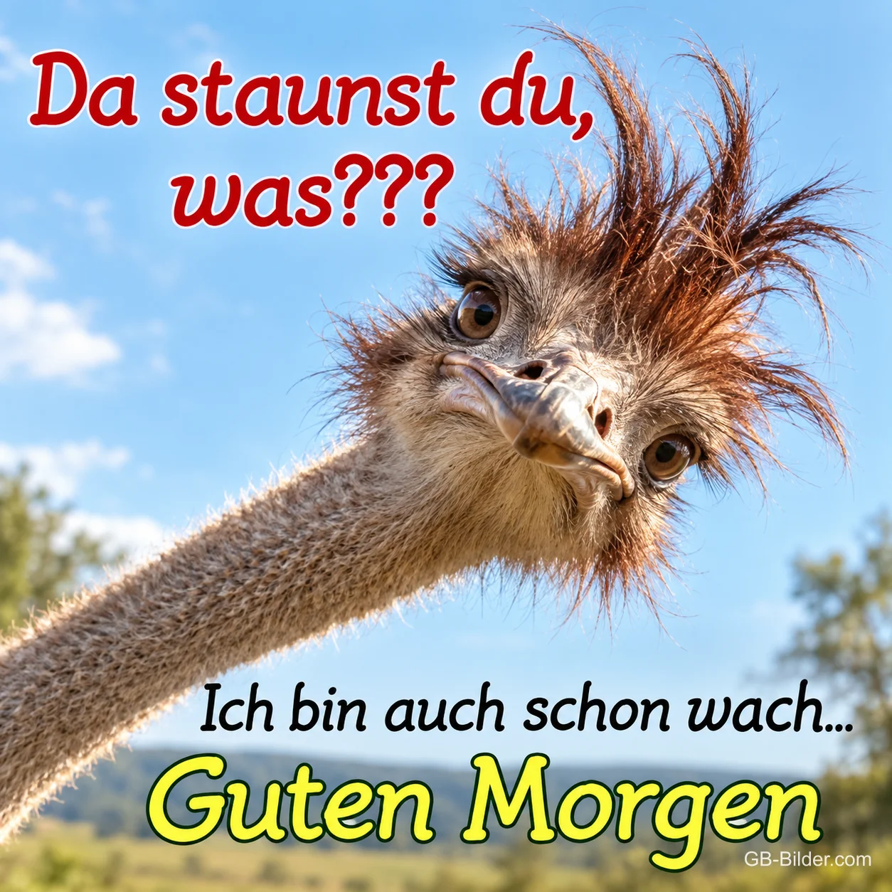 Zerzauster Strauß, lustiger Spruch, Text: Da staunst du, was Zerzauster Strauß, lustiger Spruch, Text: Da staunst du, was