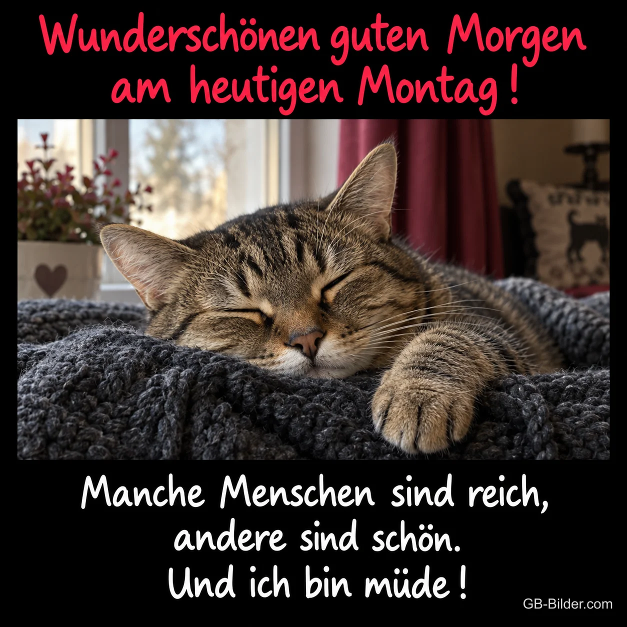 Schlafende Katze, lustiger Spruch, Text: Wunderschönen guten Morgen am heutigen Montag Schlafende Katze, lustiger Spruch, Text: Wunderschönen guten Morgen am heutigen Montag